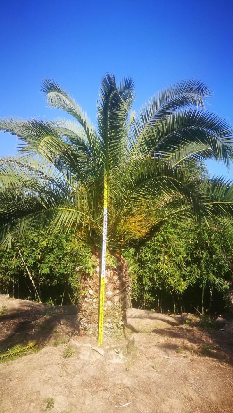 精品加拿利海枣基地大量现货低价批发促销产地直销