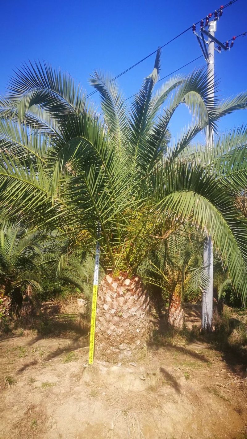 精品加拿利海枣袋苗移栽苗基地现货低价批发促销