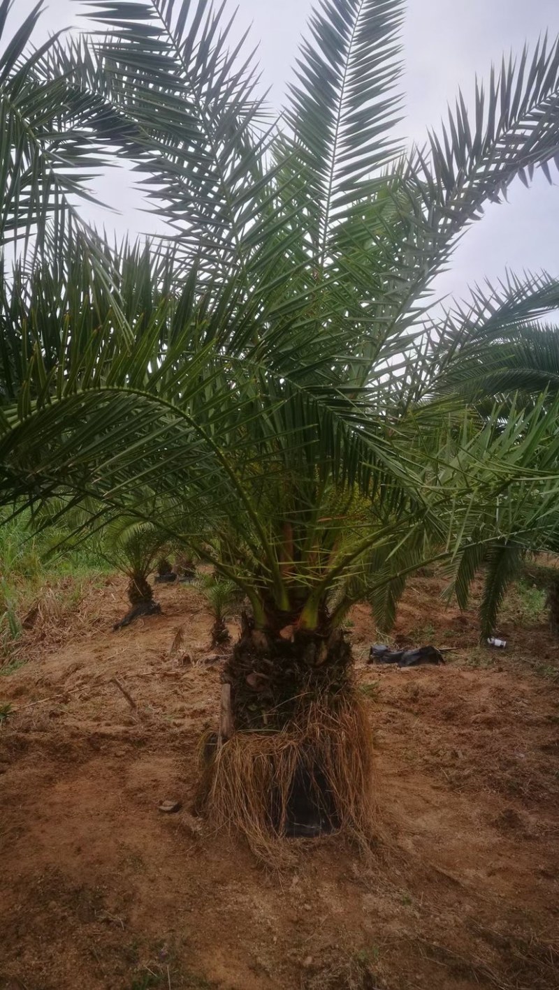 精品加拿利海枣袋苗移栽苗基地现货低价批发促销