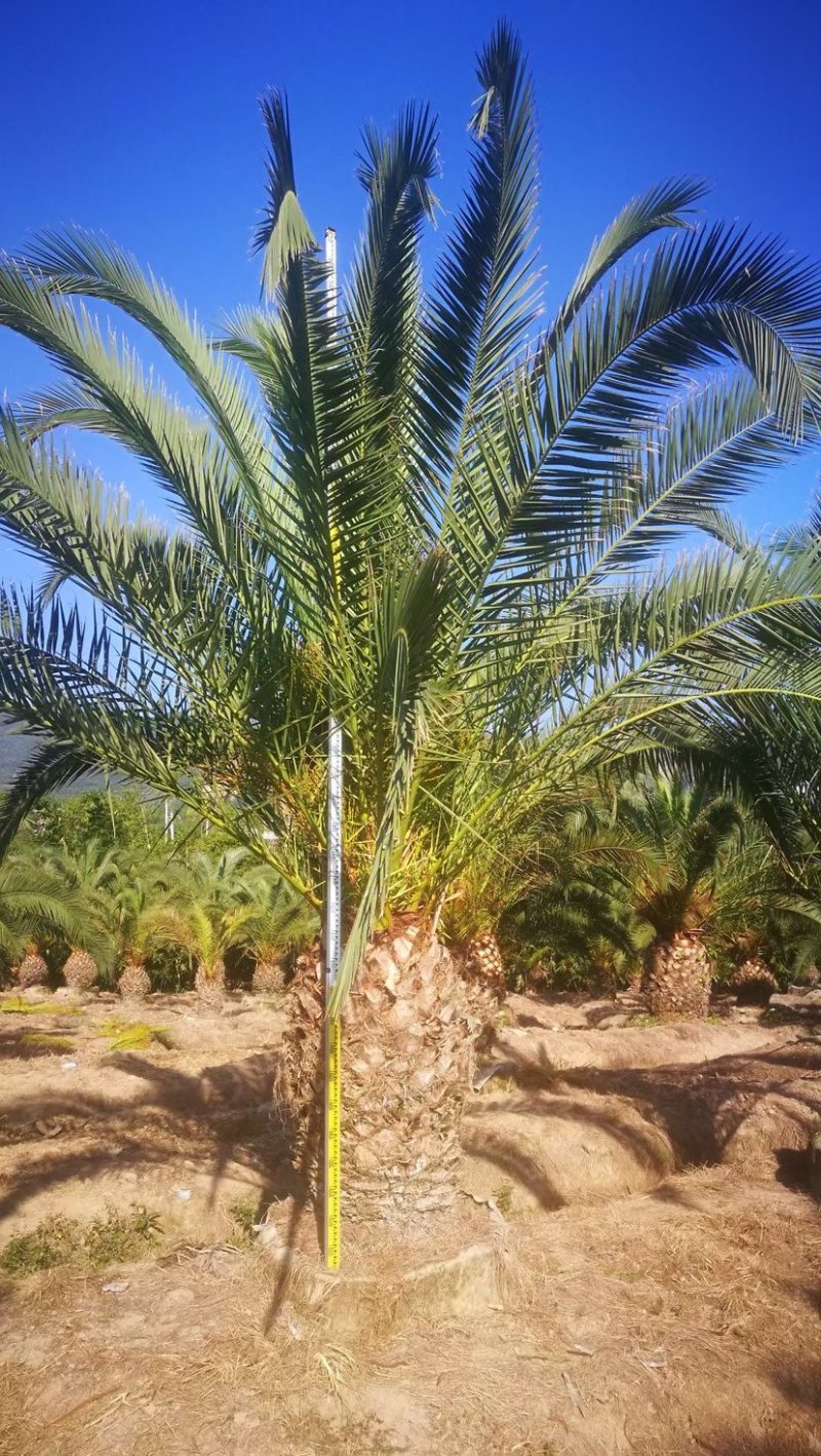 精品加拿利海枣袋苗移栽苗基地现货低价批发促销