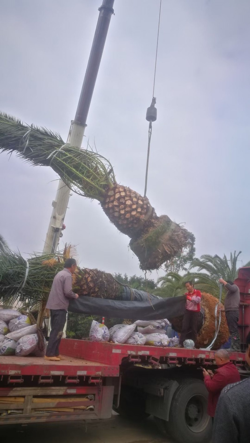 精品加拿利海枣袋苗移栽苗基地现货低价批发促销