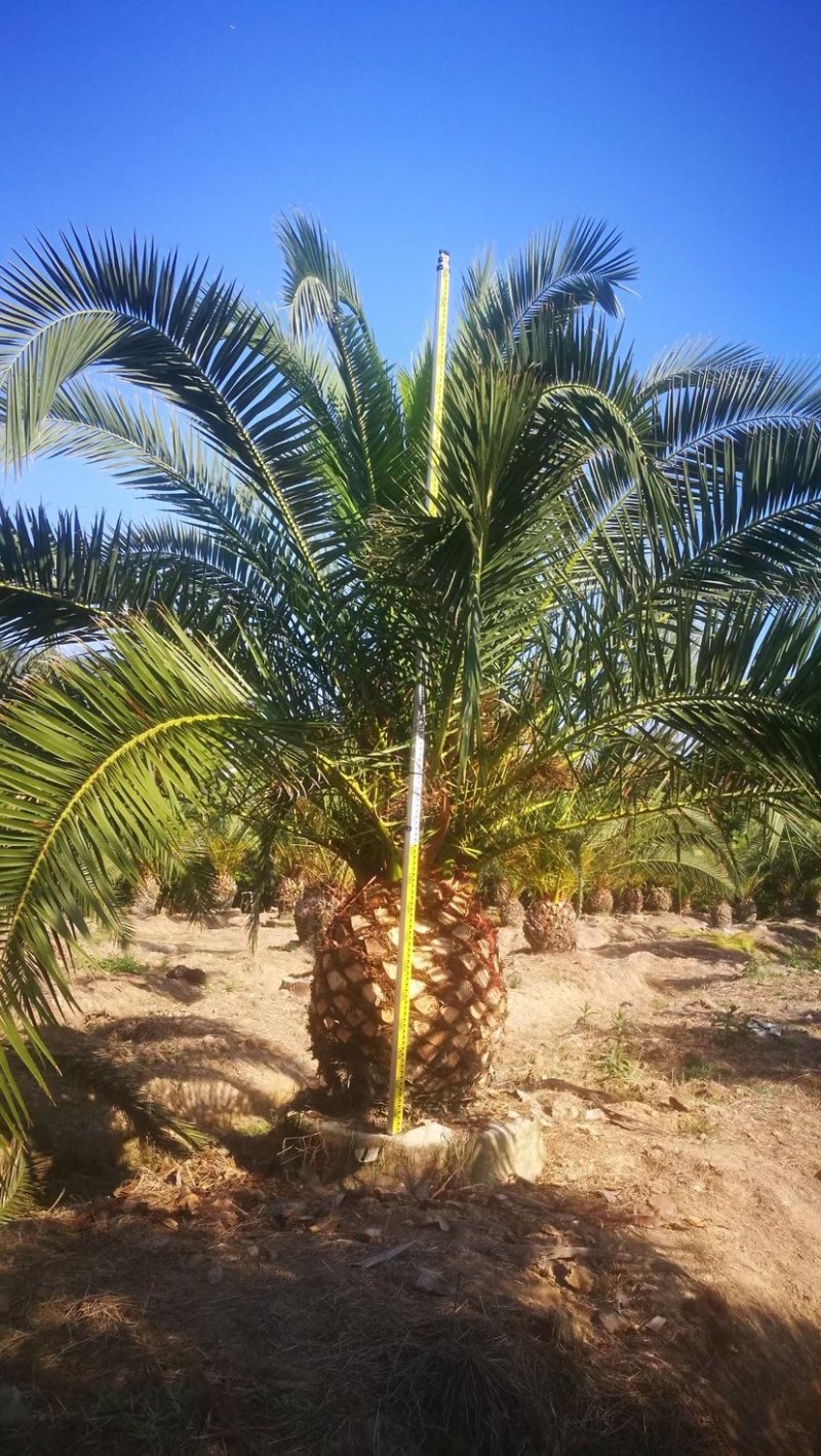 精品加拿利海枣袋苗移栽苗基地现货低价批发促销
