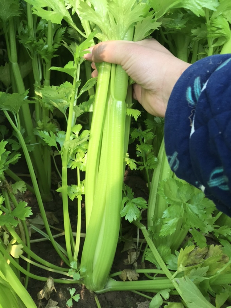 #热销推荐#西芹，芹菜，优良品种质量有保证、