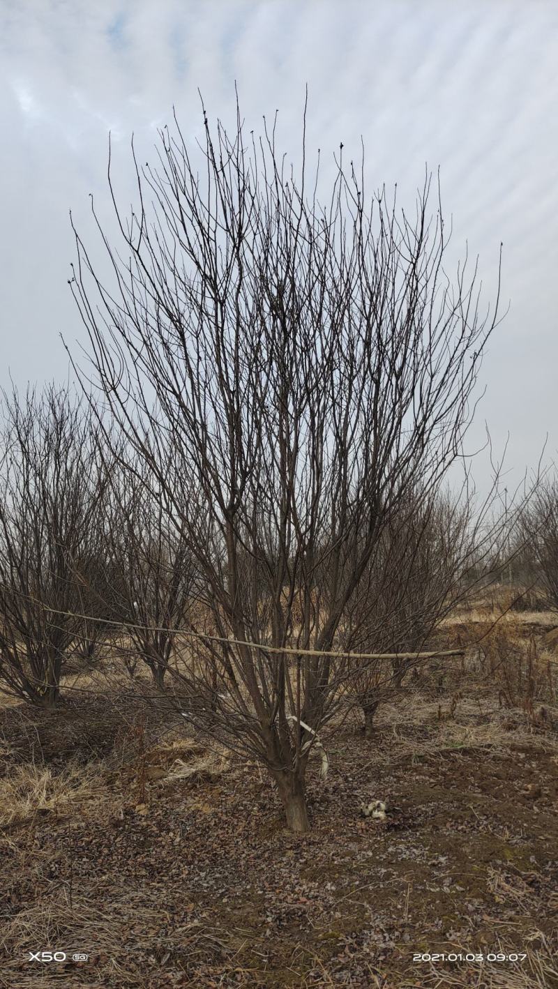 基地长年大量供应精品低分支红叶李12——20公分