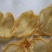 17头开边黄花胶鱼胶花胶批发