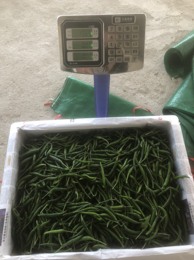 青米椒，红米椒，质量保证随时看货