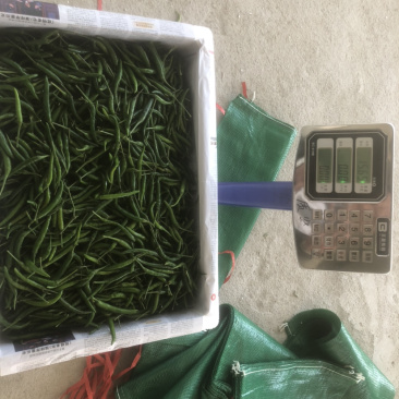 青米椒，红米椒，质量保证随时看货