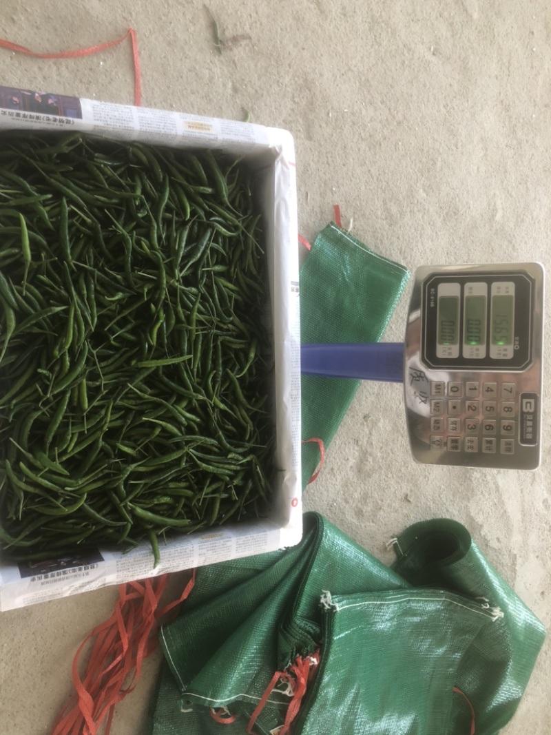 青米椒，红米椒，质量保证随时看货