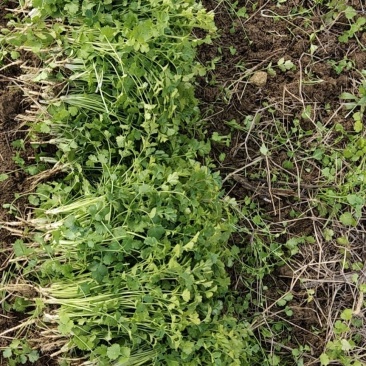 香菜，小叶香菜，铁杆青。基地直供，上货量大