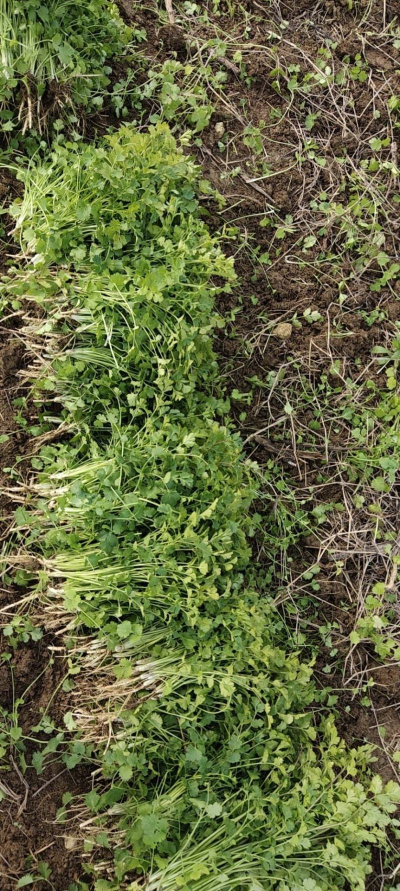 香菜，小叶香菜，铁杆青。基地直供，上货量大