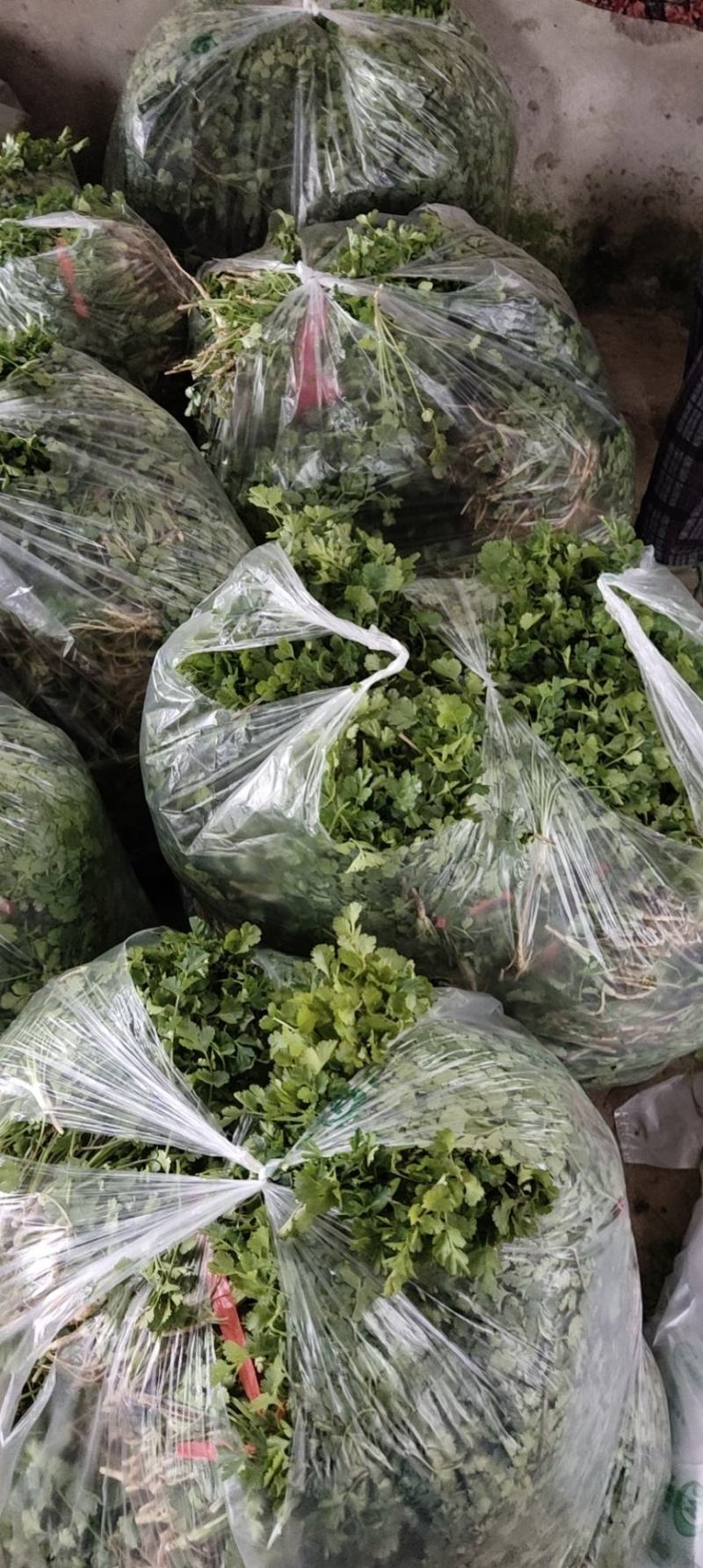香菜，小叶香菜，铁杆青。基地直供，上货量大