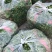 香菜，小叶香菜，铁杆青。基地直供，上货量大