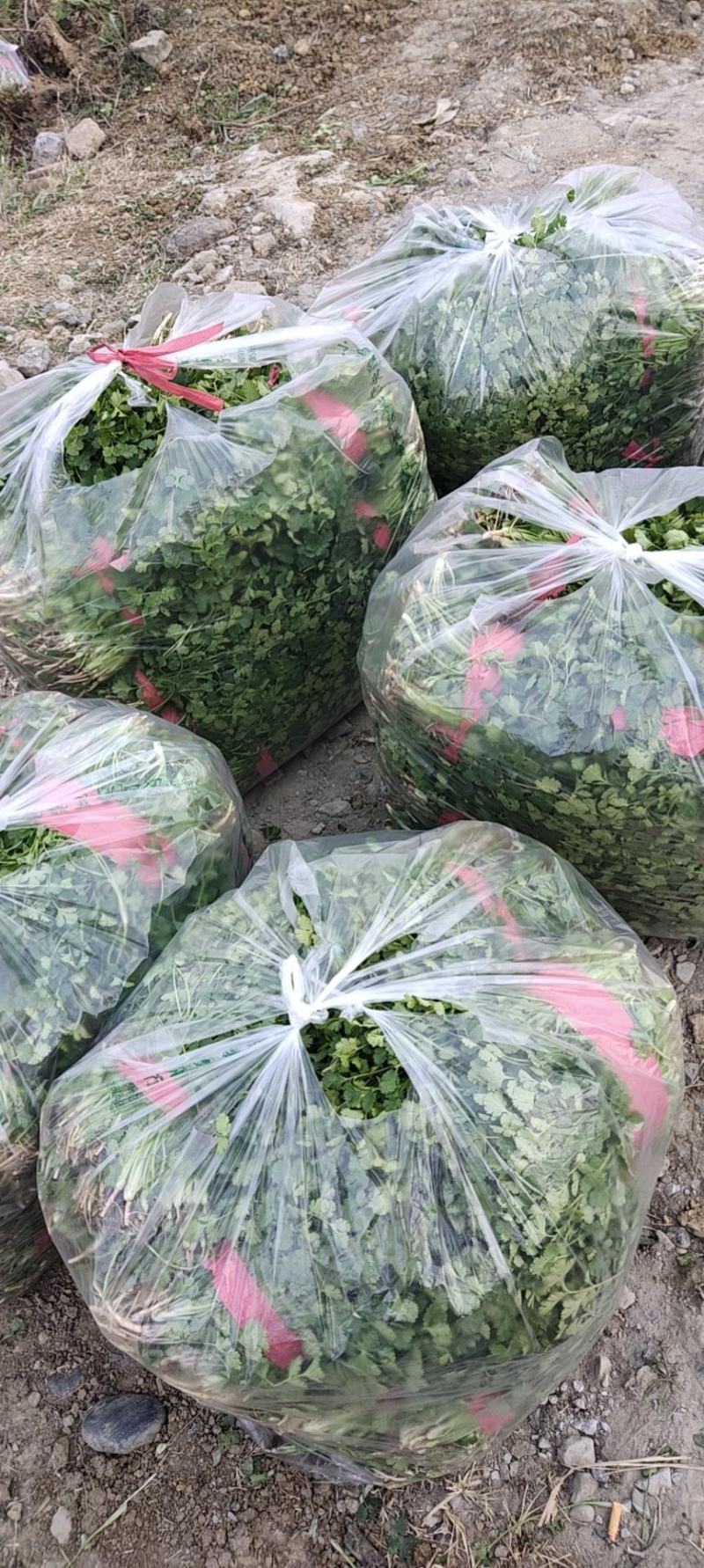 香菜，小叶香菜，铁杆青。基地直供，上货量大
