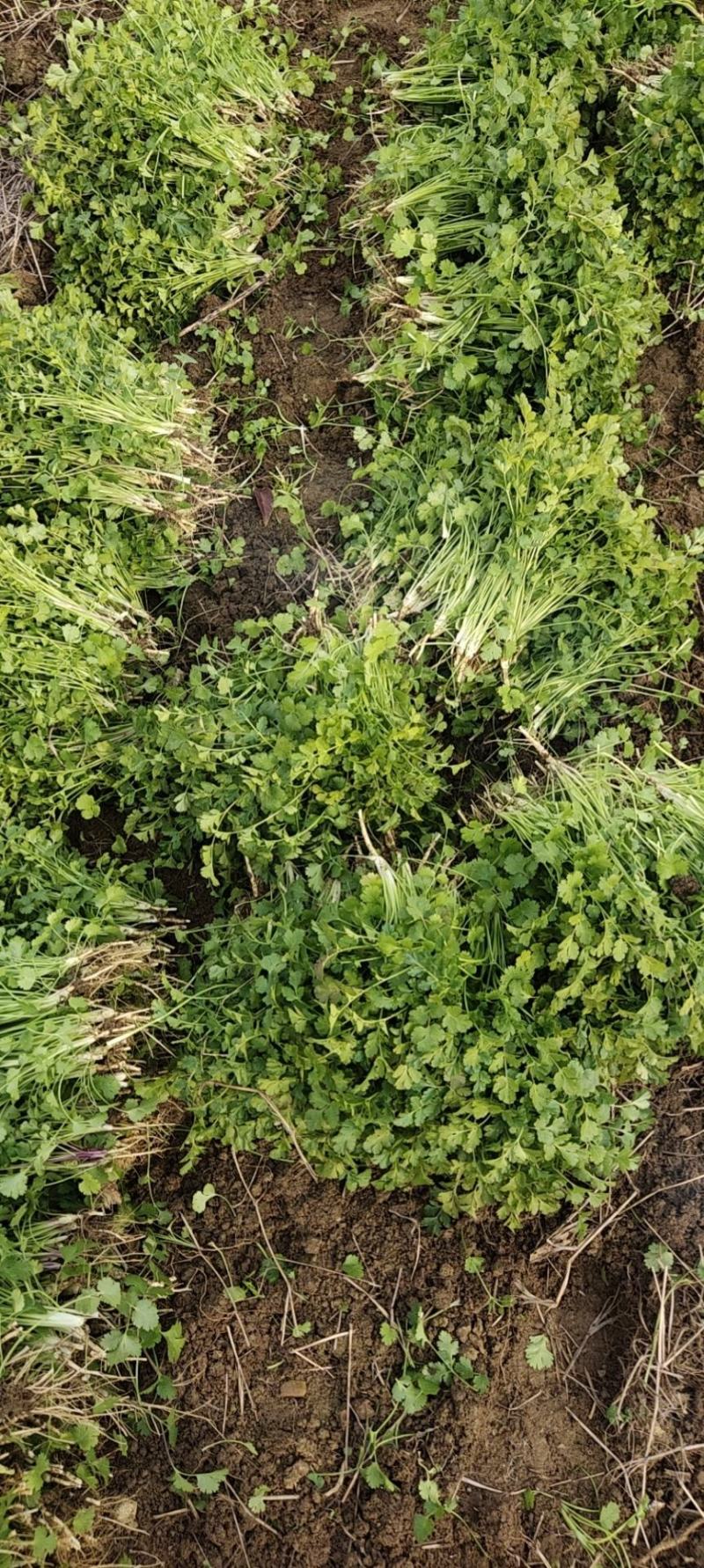 香菜，小叶香菜，铁杆青。基地直供，上货量大
