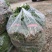 香菜，小叶香菜，铁杆青。基地直供，上货量大