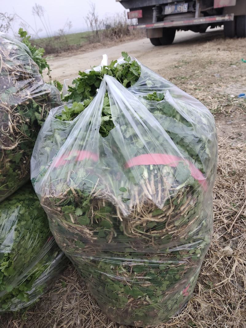 香菜，小叶香菜，铁杆青。基地直供，上货量大