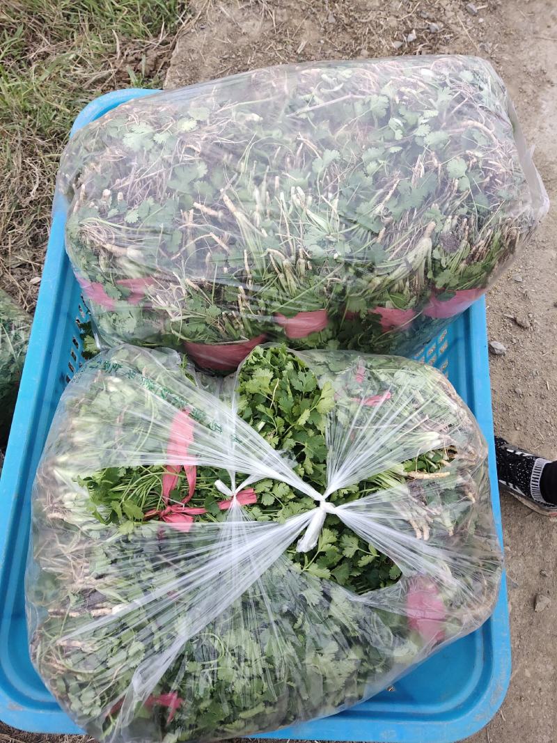 香菜，小叶香菜，铁杆青。基地直供，上货量大