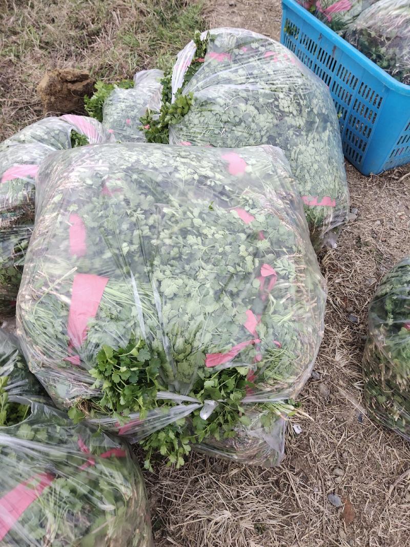 香菜，小叶香菜，铁杆青。基地直供，上货量大