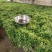 香菜，小叶香菜，铁杆青。基地直供，上货量大