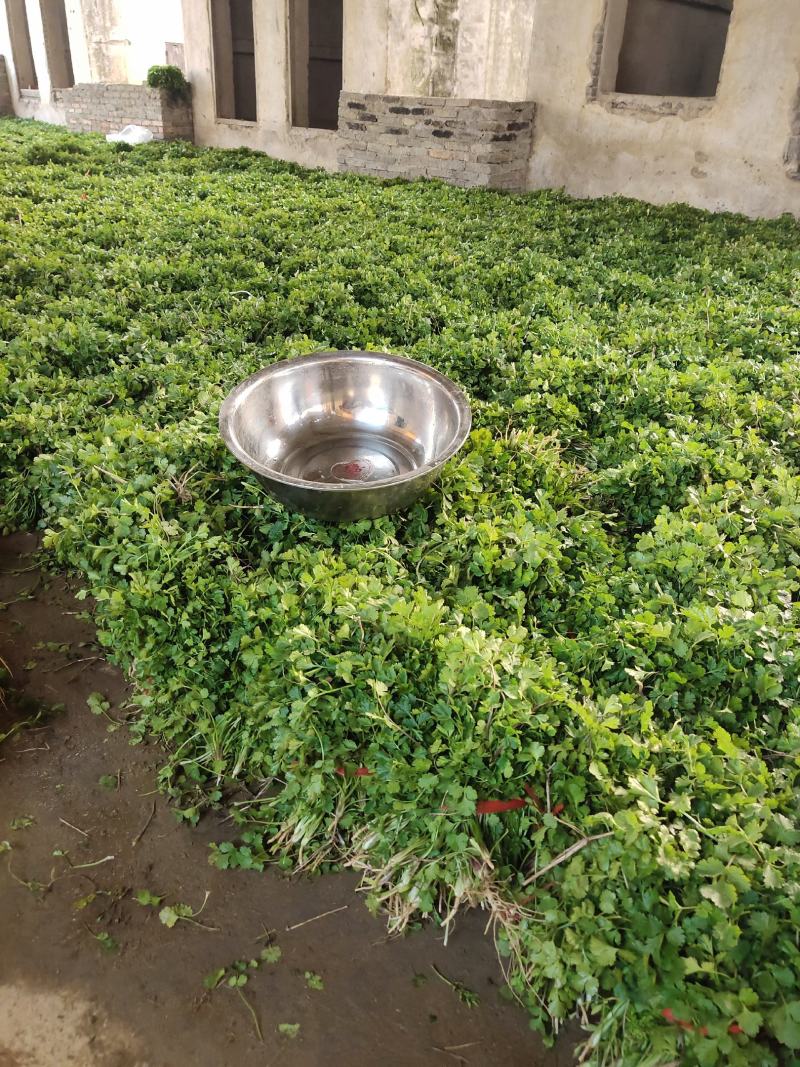 香菜，小叶香菜，铁杆青。基地直供，上货量大