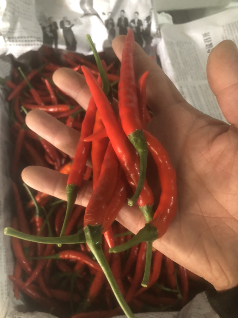 青米椒，红米椒，质量保证随时看货