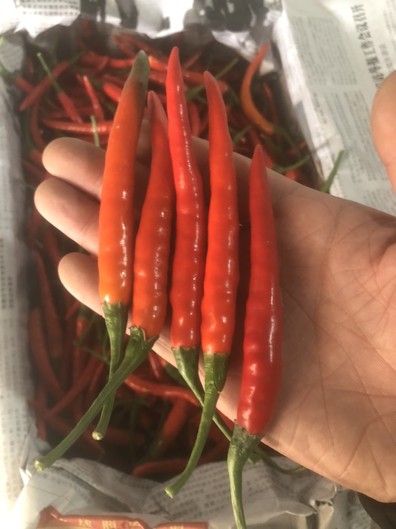青米椒，红米椒，质量保证随时看货