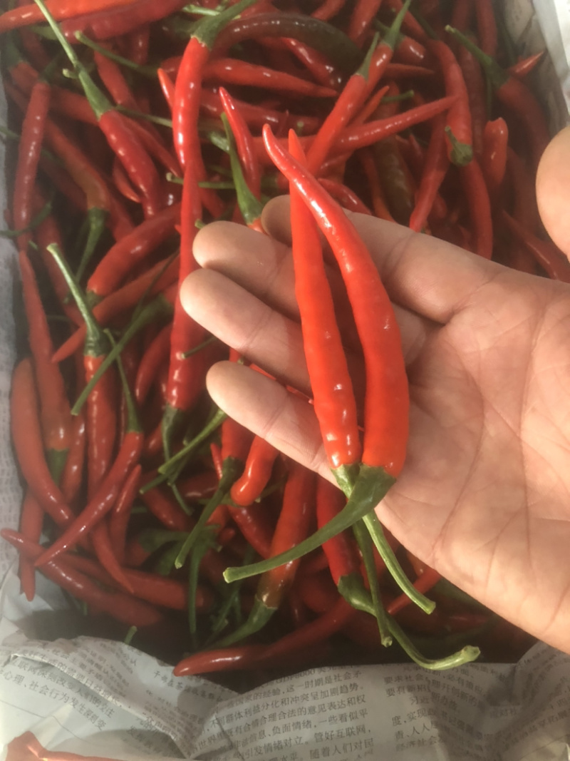 青米椒，红米椒，质量保证随时看货