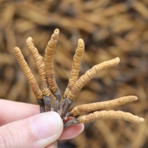 5000条精选雪山冬虫夏草足干全金黄颜色饱满没有断