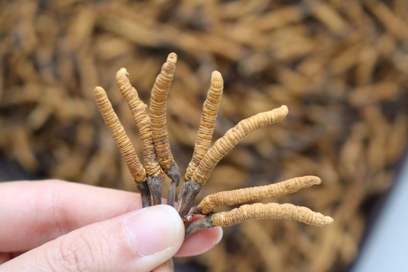 5000条精选雪山冬虫夏草足干全金黄颜色饱满没有断