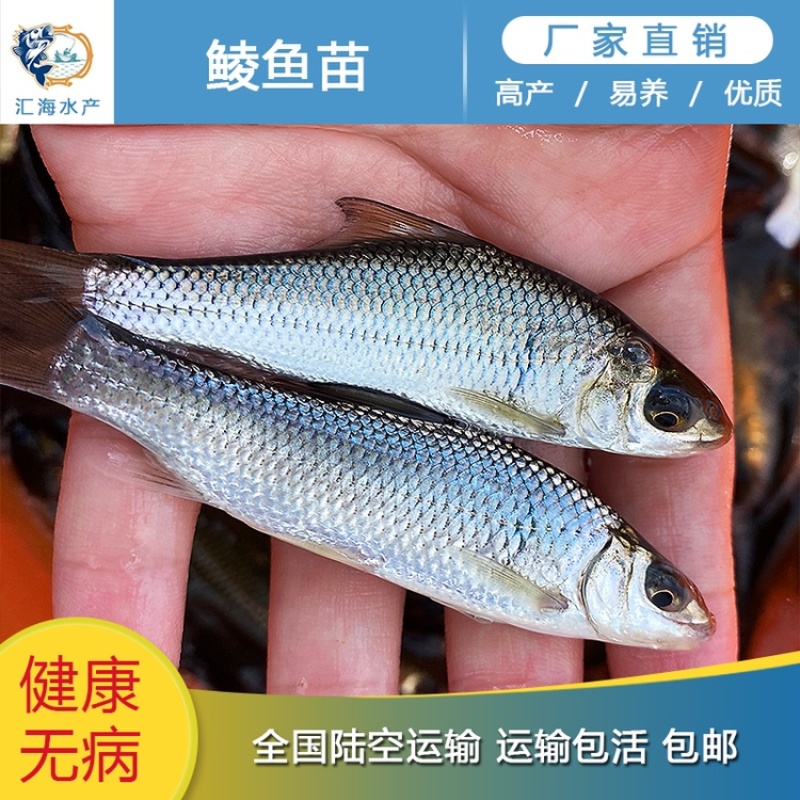 鲮鱼苗鲮鱼水花鲮鱼粒麦鲮水花土鲮水花