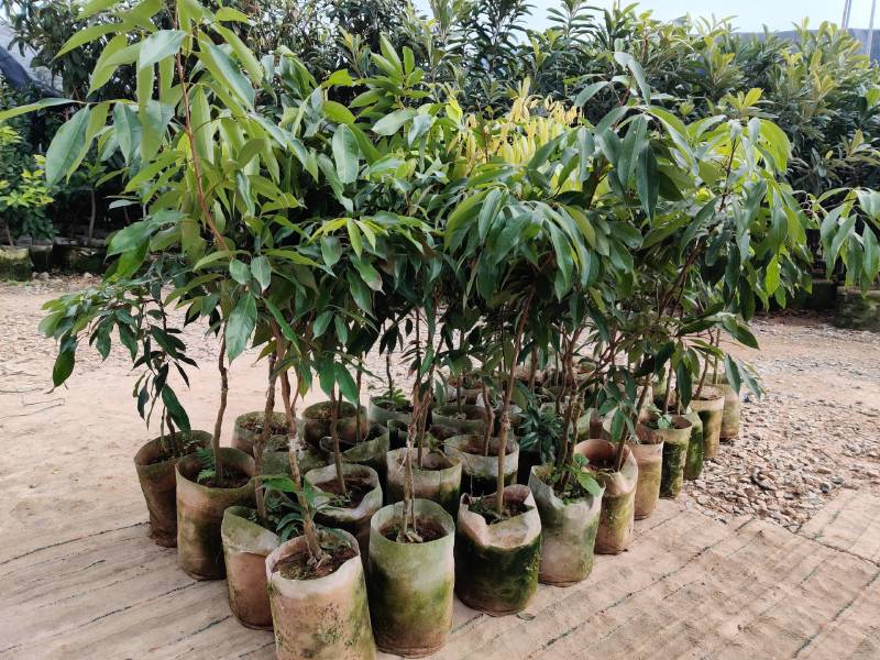 荔枝嫁接美植袋苗（蜜丁香妃子笑无核荔枝）量多价优