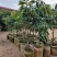 荔枝嫁接美植袋苗（蜜丁香妃子笑无核荔枝）量多价优