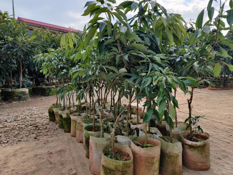 荔枝嫁接美植袋苗（蜜丁香妃子笑无核荔枝）量多价优