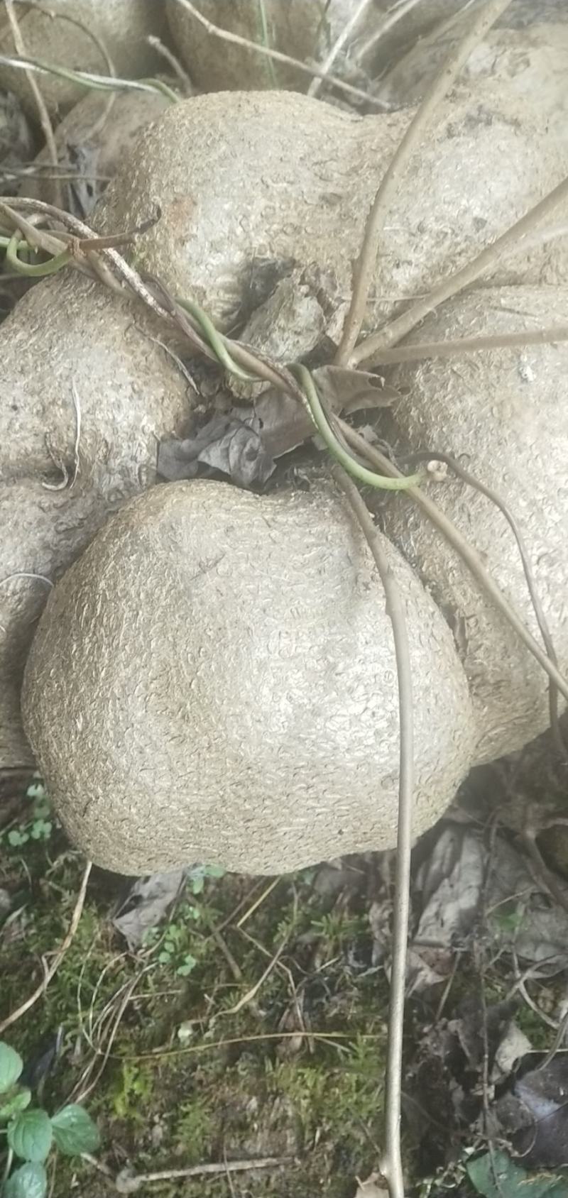 大山里的中药材山乌龟价格便宜