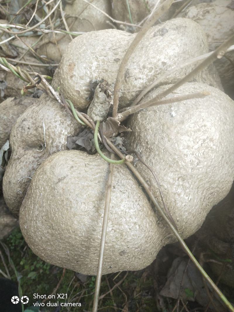 大山里的中药材山乌龟价格便宜