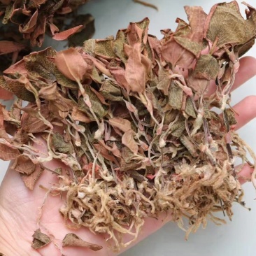 特级红霞全株金线莲整株