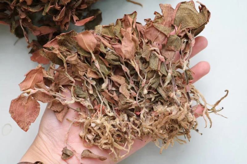特级红霞全株金线莲整株