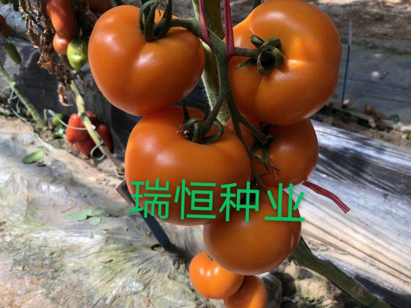 大圆精品番茄苗大黄番茄西红柿苗高产抗病早熟黄色大果番茄
