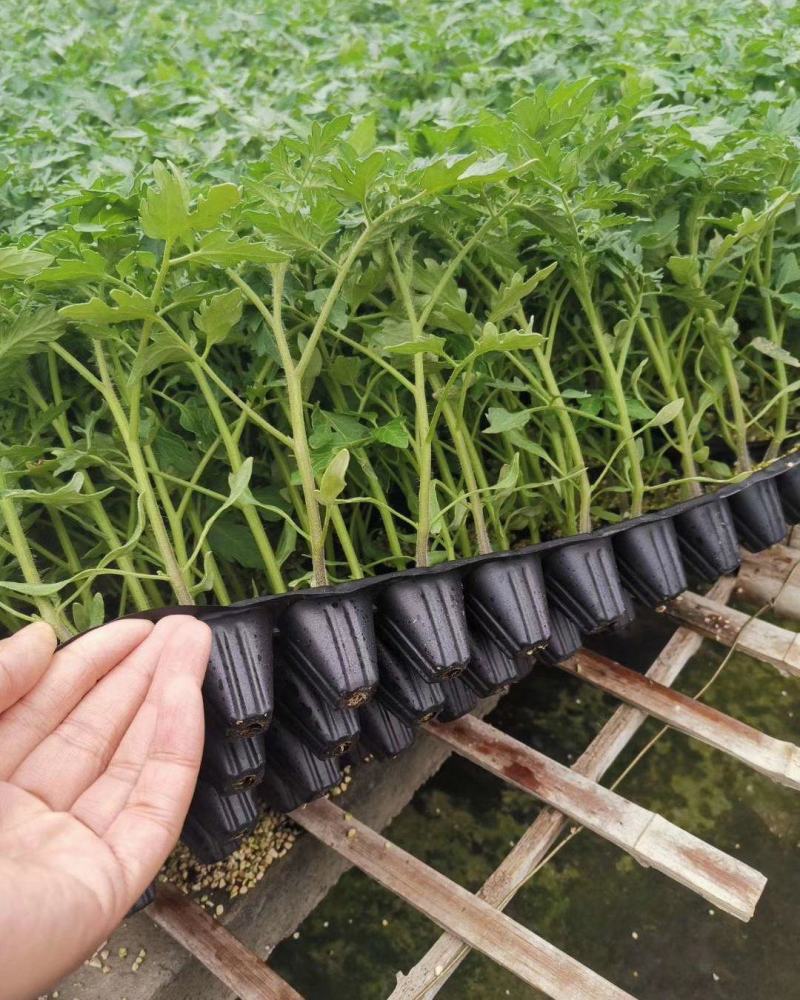 大圆精品番茄苗大黄番茄西红柿苗高产抗病早熟黄色大果番茄