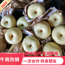 蒲城酥梨/蒲城县酥梨/皮薄多汁/脆甜/货源充足/对接各大平台
