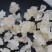 特级雪燕平民燕窝泡发拉丝雪白纯净度高中等品质雪燕