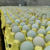 绿壳土鸡蛋，粮食喂养，诚信经营，货源稳定，一件