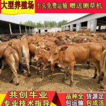 鲁西肉牛犊十头送一头黄牛犊改良牛杂交牛补贴1000元