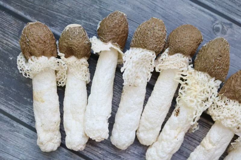 黑帽贵州野生竹笙口感好