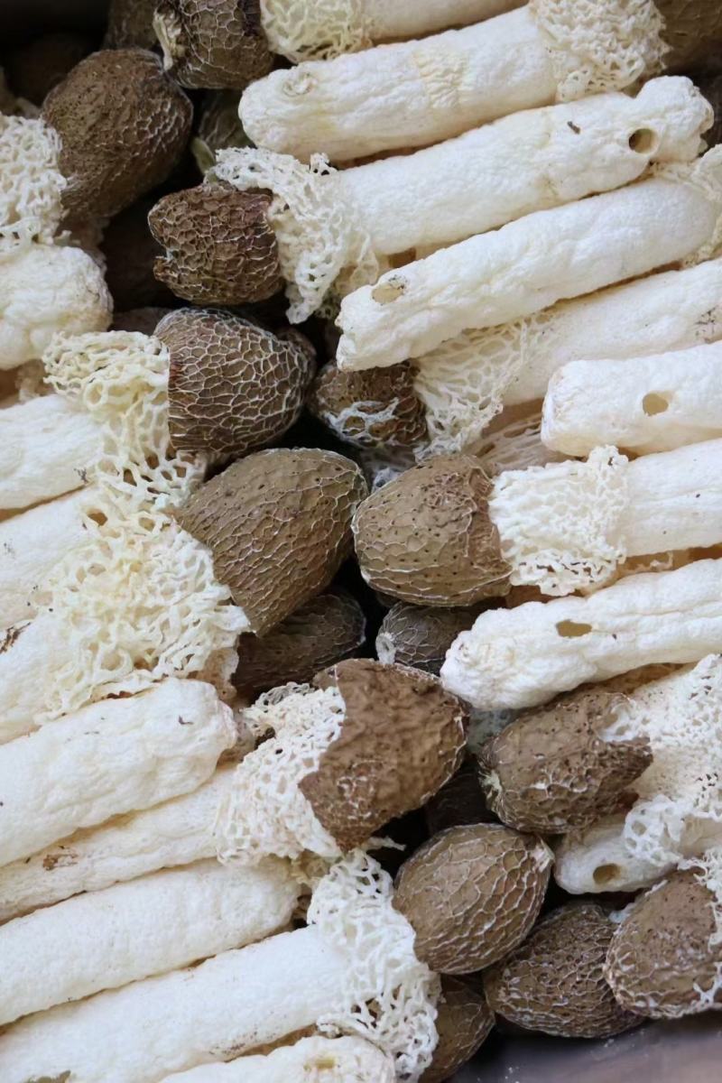 黑帽贵州野生竹笙口感好