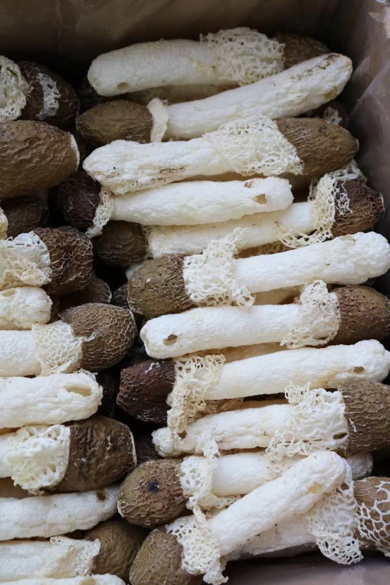 黑帽贵州野生竹笙口感好