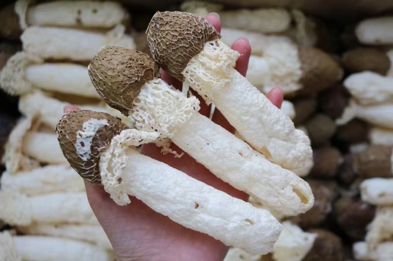 黑帽贵州野生竹笙口感好