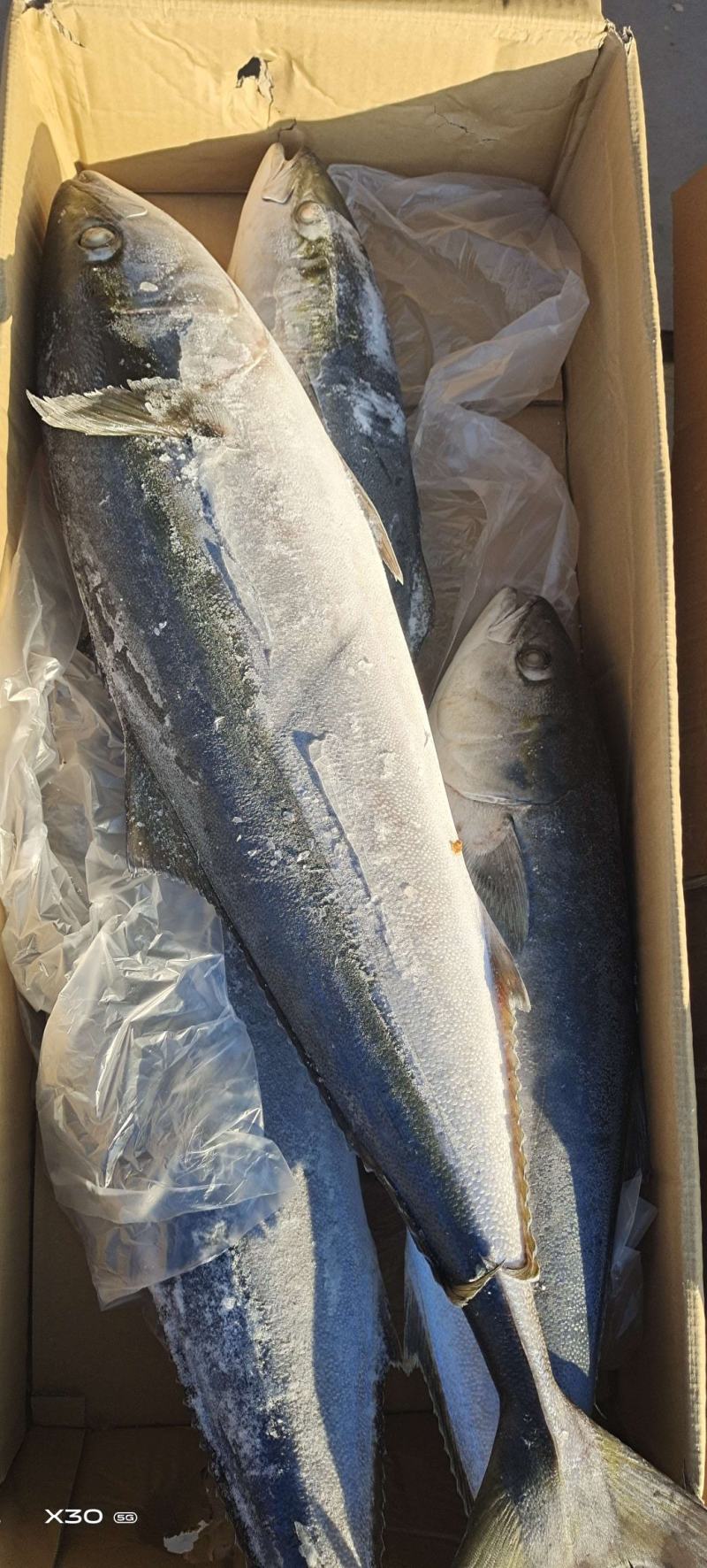 黄金鲅鱼活冻品8/20斤左都有！保质保量产地直销量大从优