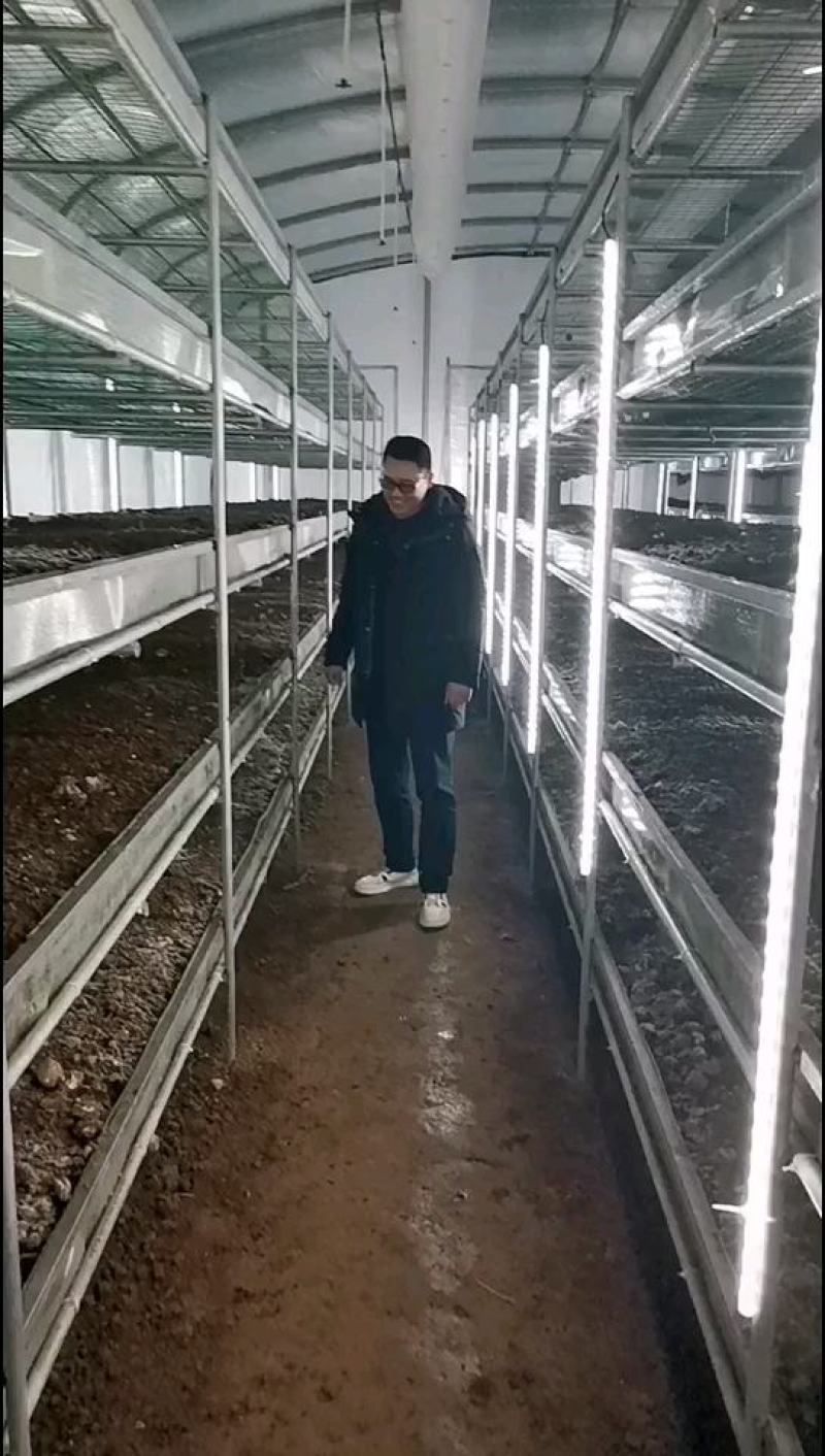 大球盖菇菌种常年生产，产品可以回收！