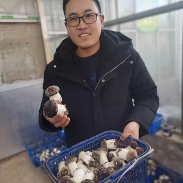 大球盖菇菌种常年生产，产品可以回收！